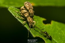 Ant-Attack_3.jpg