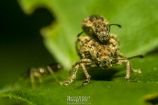Ant-Attack_4.jpg