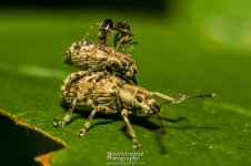 Ant-Attack_5.jpg
