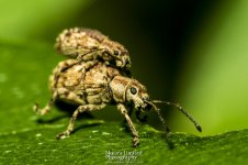 Ant-Attack_6.jpg