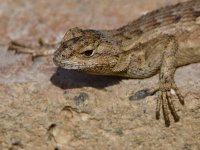 Lizard3.jpg