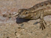 Lizard6.jpg