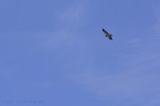 7-13-17-cr__D7K7331.jpg