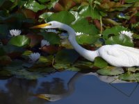 Egret2.jpg