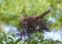 DSC_0801.jpg
