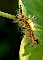 DSC_3356 -1 catipillar .jpg