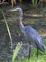 BlueHeron.jpg