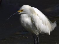 Egret2.jpg