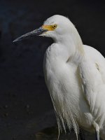 Egret3.jpg