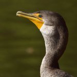 Corm2.jpg