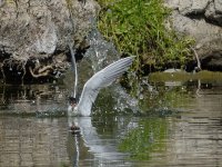 Tern2.jpg