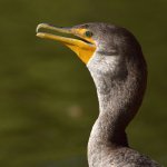 Corm3.jpg