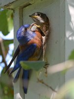 Bluebird7.jpg