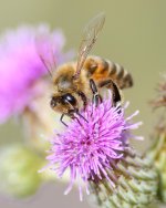 Bee-230.jpg