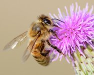 Bee-231.jpg