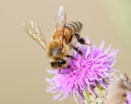 Bee-232.jpg