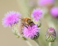 Bee-233.jpg