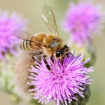 Bee-234.jpg