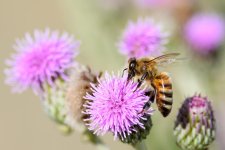 Bee-235.jpg