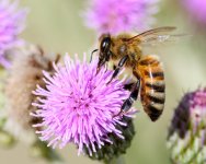 Bee-236.jpg