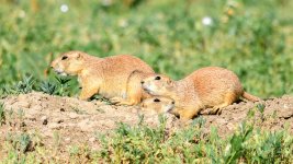 PrairieDog-240.jpg