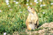 PrairieDog-241.jpg