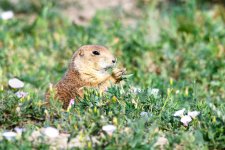 PrairieDog-242.jpg