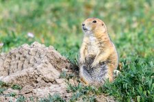 PrairieDog-243.jpg