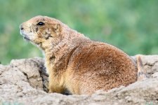 PrairieDog-244.jpg