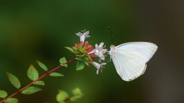 Huntsville Gardens-July-.jpg