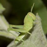 Hopper.jpg