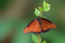 Huntsville Gardens-July--2.jpg