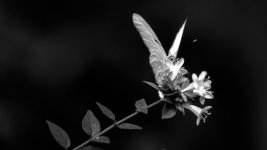 Huntsville Gardens-July--6.jpg