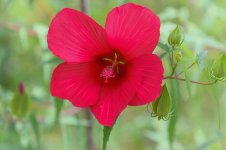Huntsville Gardens-July--10.jpg