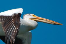 Pelican closeup-DSC_1000-0001.jpg