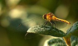 DSC_1478 -1  Dragonfly Cold Lake.jpg