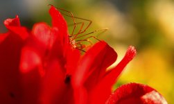DSC_3771 -1 hidding spider .jpg