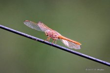 D73_0958.jpg