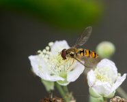 DSC_1920.jpg