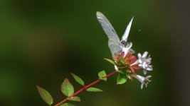 Huntsville Gardens-July--7.jpg