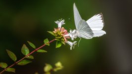 Huntsville Gardens-July--8.jpg