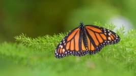 Huntsville Gardens-July--19.jpg