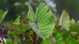 Huntsville Gardens-July--3.jpg