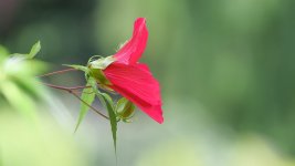 Huntsville Gardens-July--15.jpg