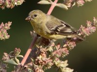 Goldfinch.jpg