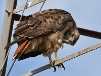Hawk.jpg
