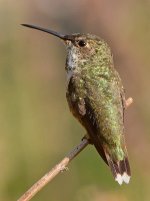 Hummer4.jpg