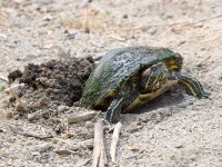 Turtle.jpg