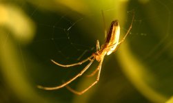 DSC_3613 -1 spider web.jpg