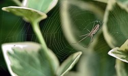 DSC_3782 -1 spider web .jpg